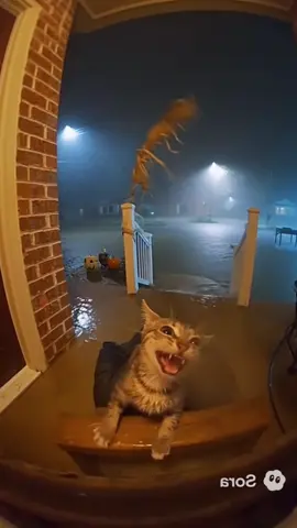 This cat needs help 🐱🤣#fyp #funnyvideos #cat #funny #ai #usa 