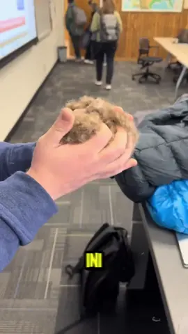 Bulu Termahal 😳 yang Pernah Ada di Dunia 🌍💸 #fyp #foryou #foryoupage #knowledge #knowledgesharing #antonioarsy 