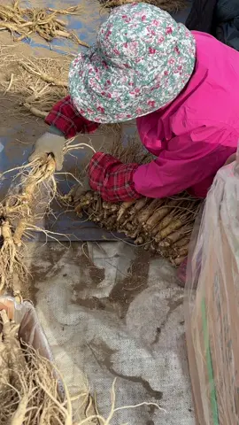 Thu hoạch liên tục ... mời sỉ lẻ ...#jangseang #nongtrainhansamhanquoc @Sâm Hàn Quốc JANGSEANG @Thông Tổng và Sếp Hàn 