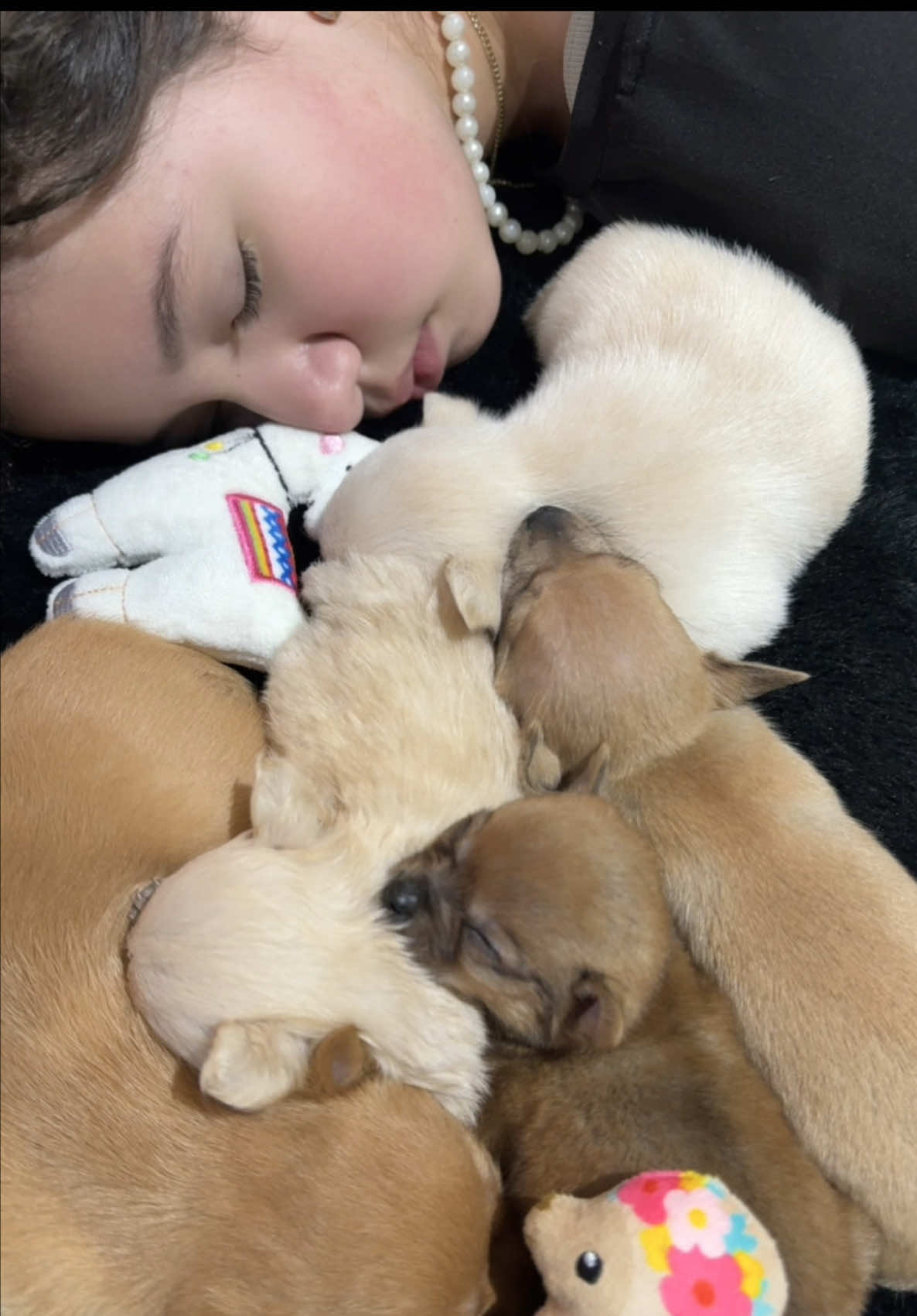 Todos listos para ir a dormir 🥹🤍 #chihuahua #dog #fypシ 