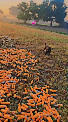 #dontunderreviewmyvideo #foryou #unfrezzmyaccount 