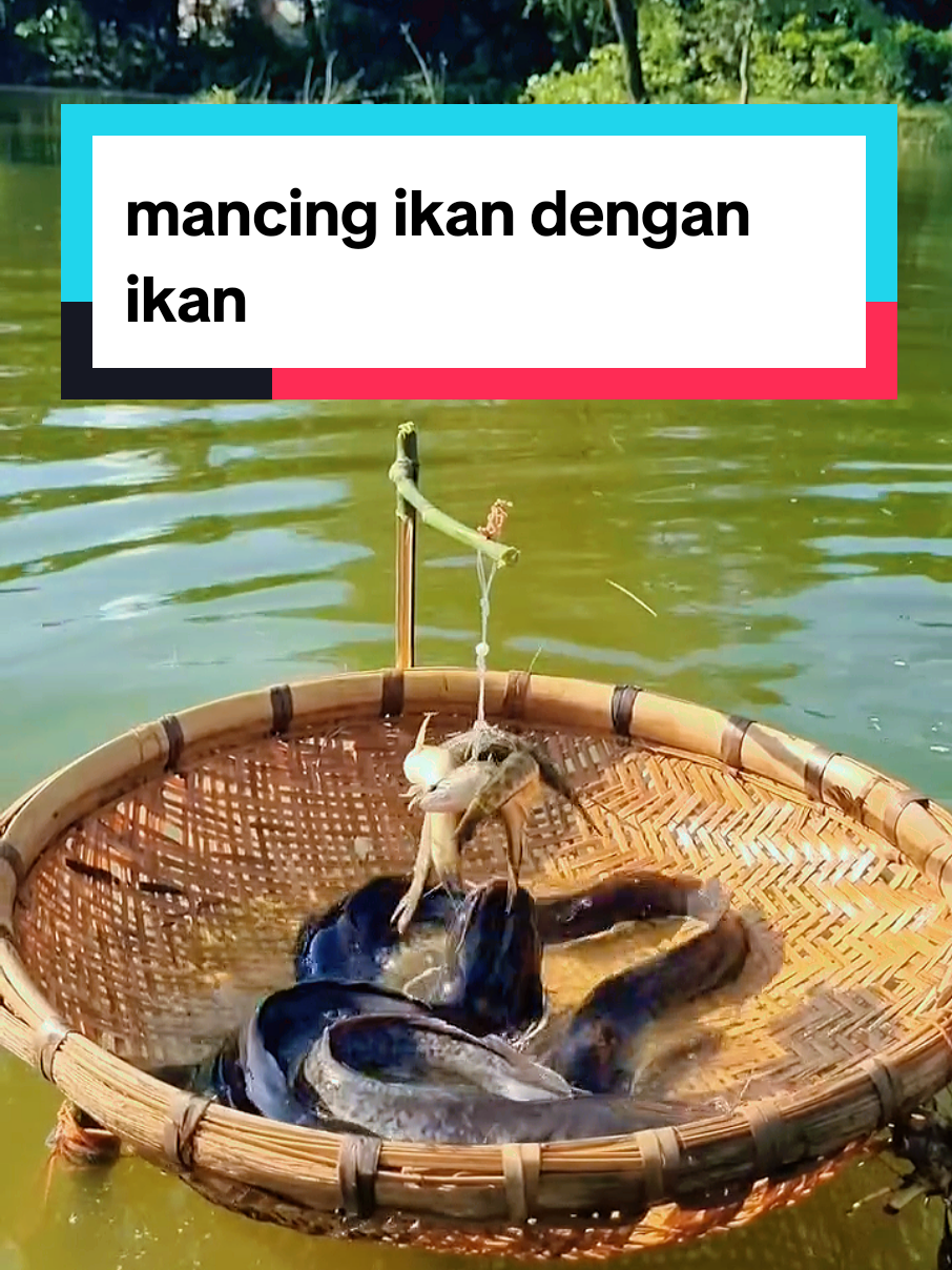 mancing ikan dengan ikan di sungai #ikan #mancing #sungai #hiburantiktok #foryou 