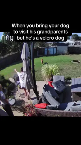 Just a mommas boy 🤷‍♀️ #goldenretriever #fieldgolden #scout 