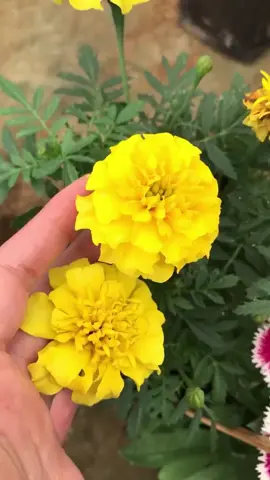 Marigold Cocok botol    #marigoldflowers  #fyppppppppppppppppppppppp #jualtanamanhiasindonesia #marigold 