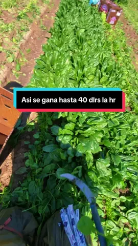 El sol ☀️ sale para todos compartan para que otros aprendan a ganar billete en el contrato#tutorials #paratiiiiiiiiiiiiiiiiiiiiiiiiiiiiiii #foryoupage #us 