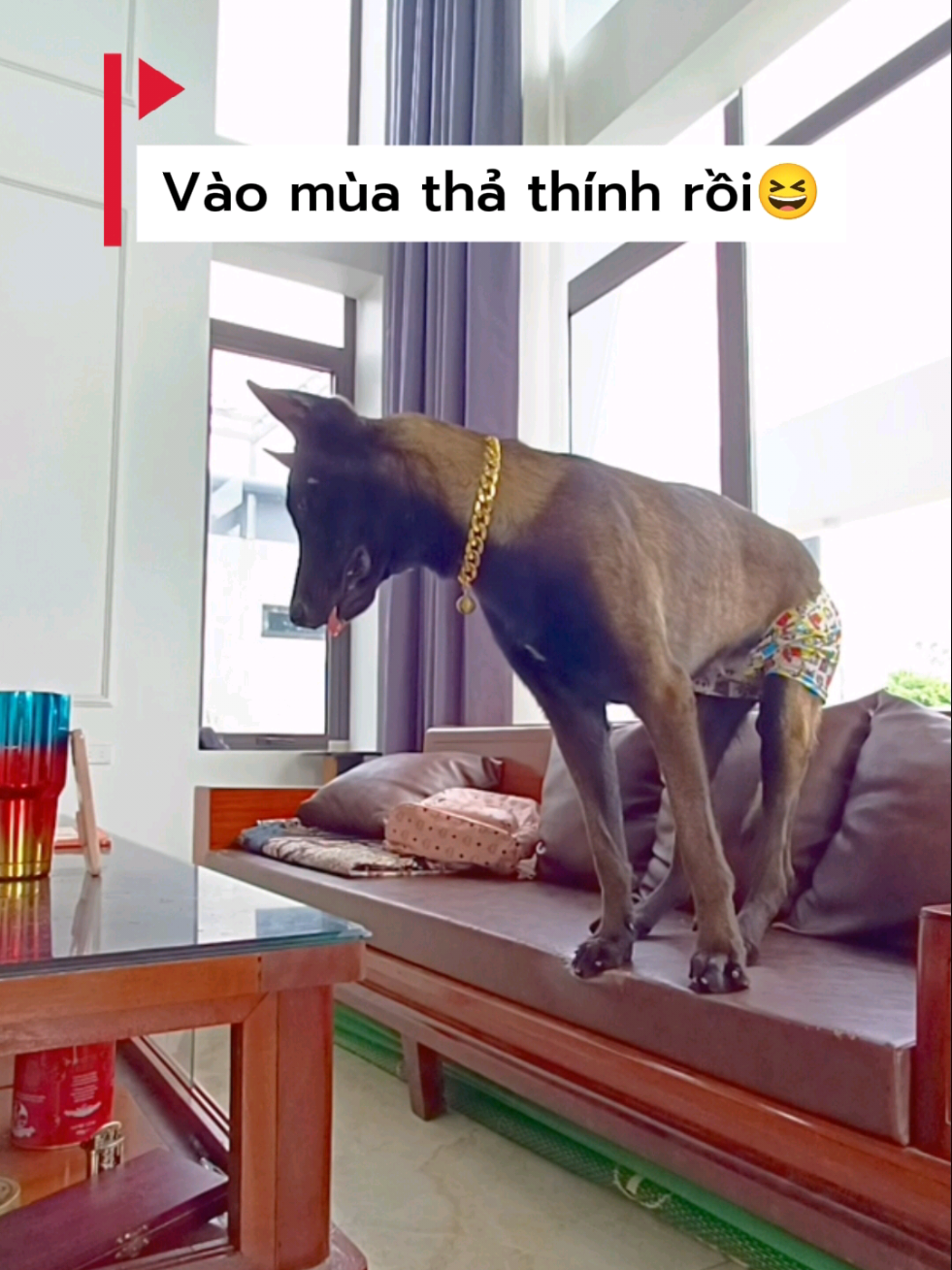 Vào mùa thả thính rồi 😆 #bitidoo #chomalinois #chodihoc #dogsofttiktok #viral 