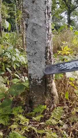 menebang pohon karet