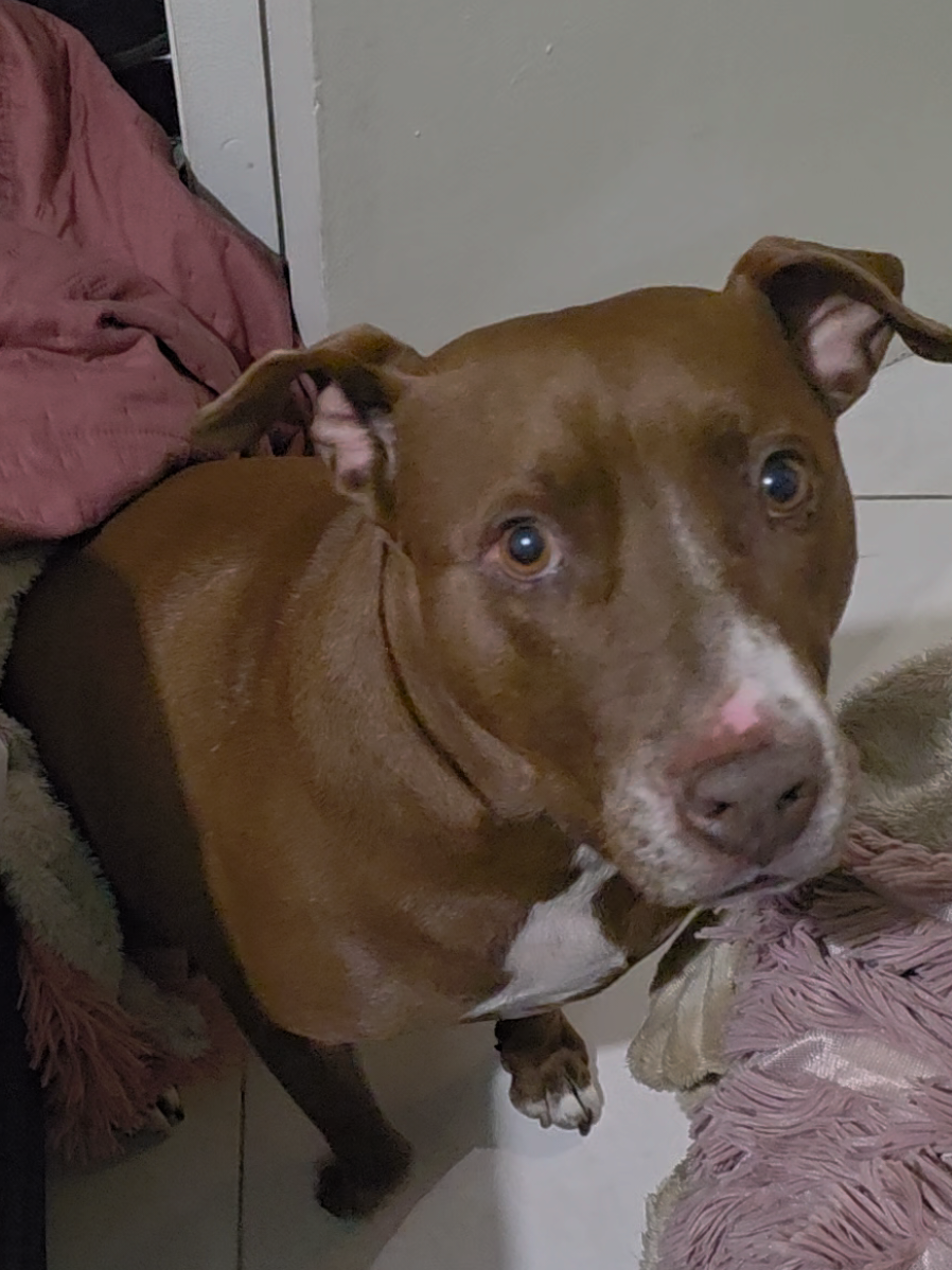 Conozco un chico que su mamá lo despierta con un beso en la frente 🥹🥹 #dogmom #pitbull #dogsoftiktok #comedia #humor 