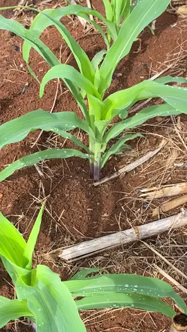 penampakan bibit ADV JAGO