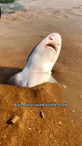 Rescue sharks #tiktok #animal 