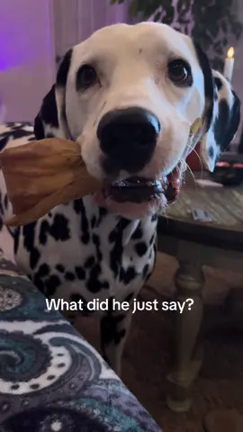 It’s a vibe. 🔥 #jokes #dog #dalmatiansoftiktok #funny #trending 