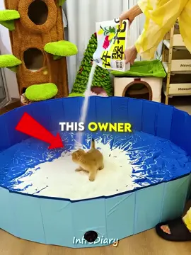 He Tried to Train His Kitten But This Happened 😂🐱 #cat  #facts 