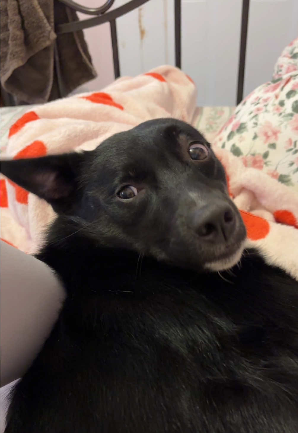 Seeing how many times I can say Labubu to my dog before she flips out. 😂 She wasn’t having it tonight. #labubu #prank #fyp #dogsoftiktok #fypシ゚viral 