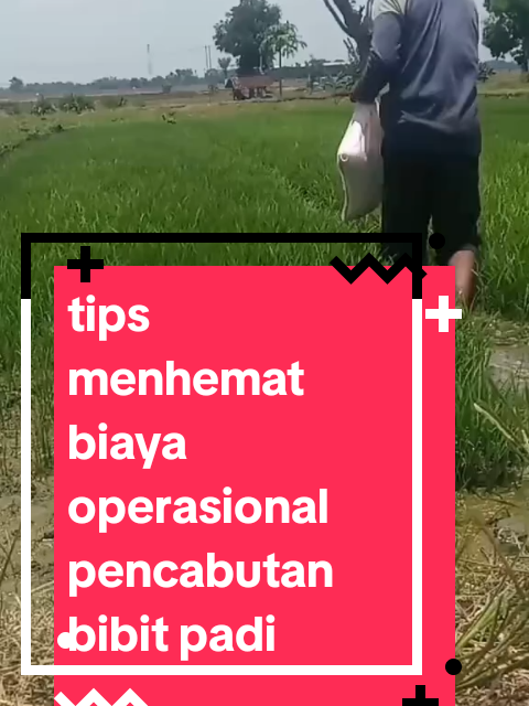 waktu aplikasi broadplus di persemaian padi#broadplus  cara agar bibit padi mudah dicabut