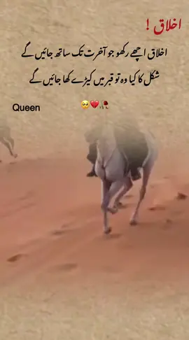 Queen 👑 #uae🇦🇪 