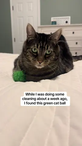We better not ever lose this ball 😂 #foryou #foryoupage #lol #cats #catsoftiktok 