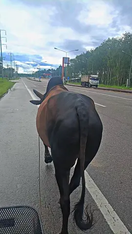 ไปกันต่อเช้าๆ   #โหนดเพิ่มทรัพย์ยอดนําชัย #วัวชนคนใต้💯   #เทรดวันนี้ 