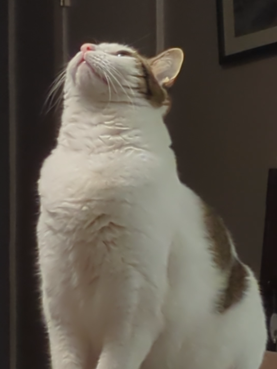 I think she glitched for a minute there... #kitty #ceilingcat #catsoftiktok 