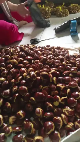 jengkol tua super Harga Ambyar #jengktua #jengki#jengkol 