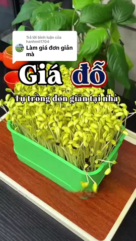 Trả lời @hanhmit1704 Làm giá đỗ dễ mà, mọi người làm thử đi ạ