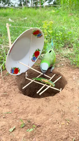 Wow! SMART idea and USEFUL with DIY Parrot Trap #bushcraft #camping #Outdoors #useful #shorts