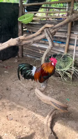 หมดหล่อแล้ว#ไก่ป่าลูกผสม #ไก่ป่า #อนุรักษ์ไก่ป่า🐓 #อย่าปิดการมองเห็น 