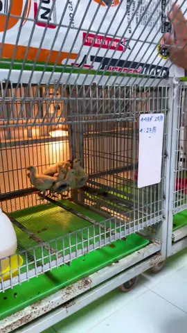 Thực phẩm Wincoc K3 bịch 100gr #thucphamwincock3 #gacon🐣  #phongbenhchoga #wincock3 #yeuthuongdongvat 
