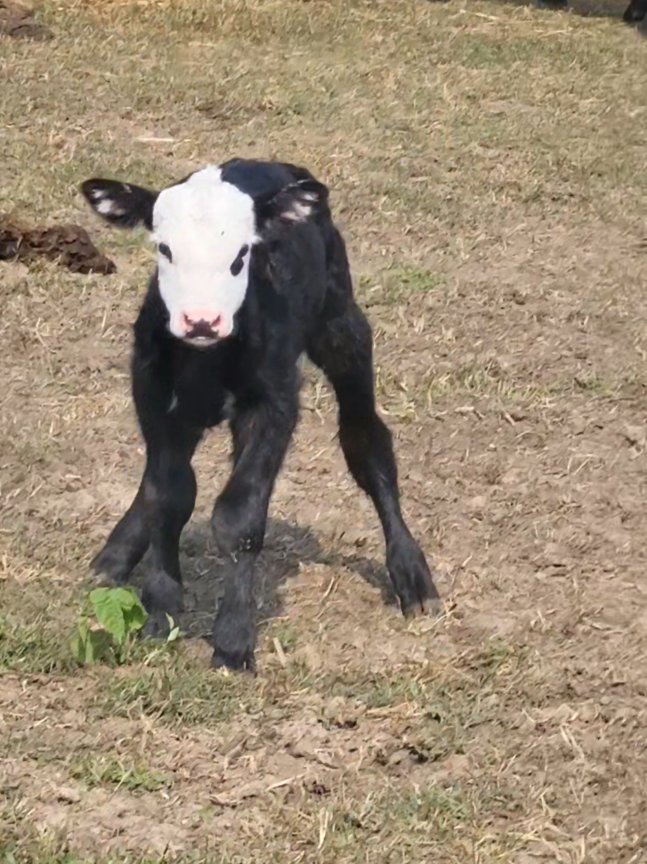 #farmtok #wisconsinlife #calf 