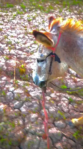 Farming 😂#creatorsearchinsights #trending #foryou #farming 