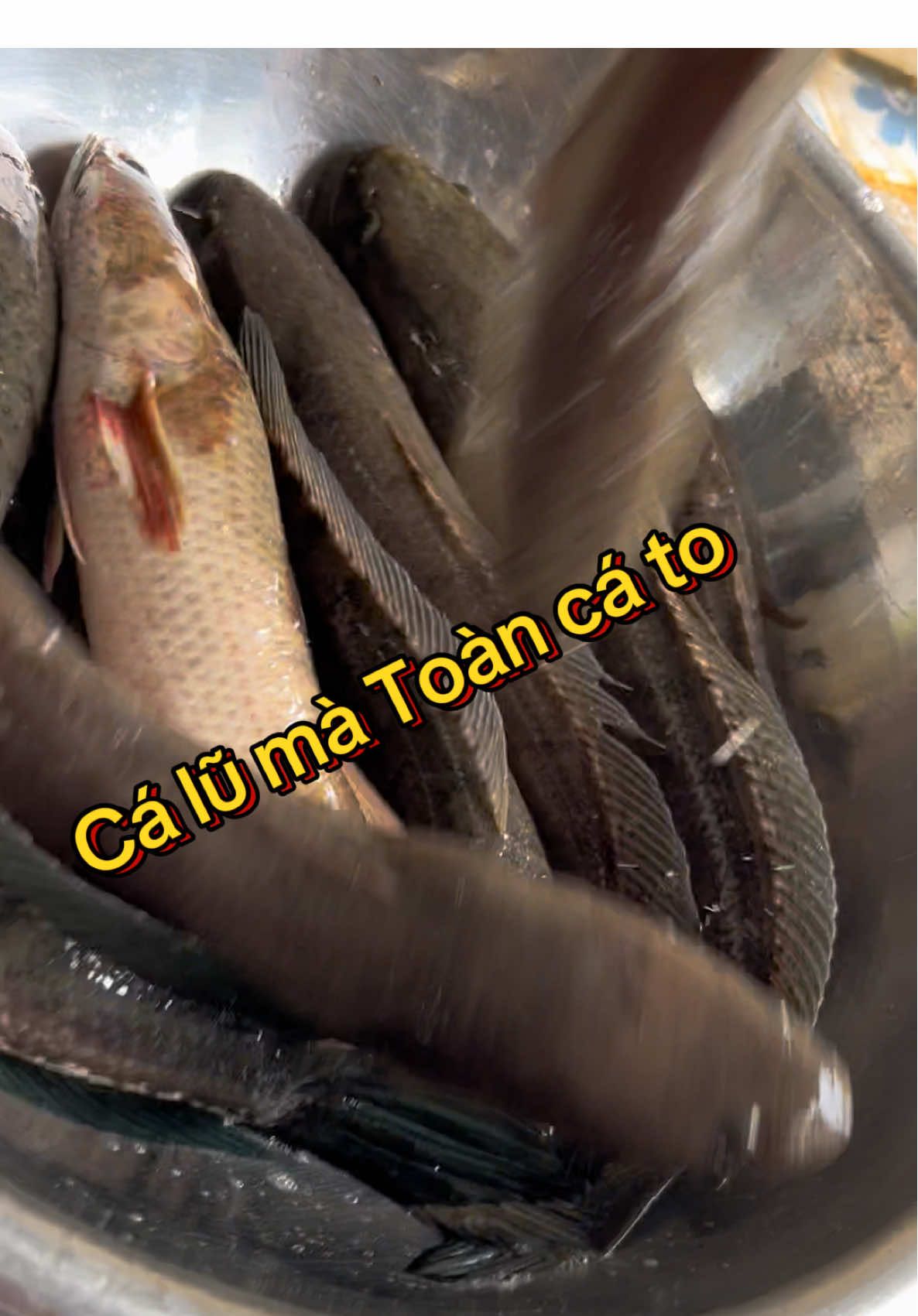 Chung ổ cá to rồi ae ơi#lurefishing #lure #lurecaloc #moicaulure #maycaulure 