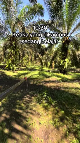 kita nguli aja💪  #kulisawit #fyp #petaniindonesia🇮🇩🇮🇩🇮🇩🌿🌿 #bersyukur 