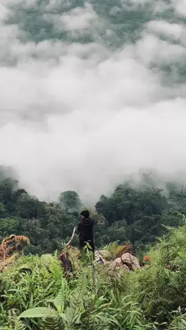 ⛰️🍃🤩#ponteoa746mdpl #morowaliutara  #sulawesitengah 