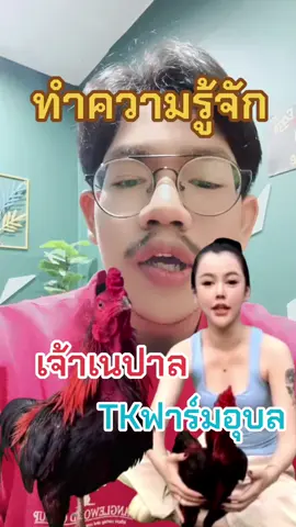 ทำความรู้จัก #คณะไก่ชน #เจ้าเนปาล #tkฟาร์มอุบล #tkฟาร์ม #ไก่ชนเรียกทรัพย์ 