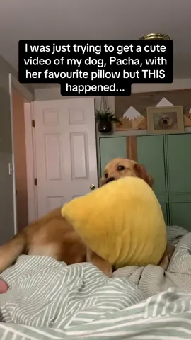 Pacha was acting like nothing happened 🤣🤣🤣 #RoadTo19M #Pubity  (goldengirlpacha via ViralHog)