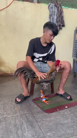 🥰@Natra Gamefarm #xuhuongtiktok #xuhuongtiktok2025 #?gachoivietnam🐓🐓🐓 