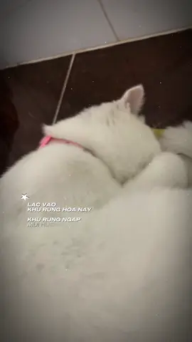 #CapCut ngủ như heo#conmeo #xhhhtiktok 