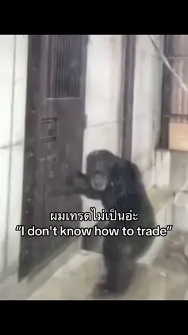 ขออนุญาตพี่ลีโอครับ🙏🏻#fyp #meme #เทรด #ฟีดดดシ #เลโอลีโอซัดกราฟ 