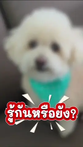 แค่ซื้ออาหารให้น้องหมาก็ได้ร่วมทำบุญแล้ว เพราะซื้อ 1 ถุง บริจาค 1 ถุง 🐶 #PawChoice #อาหารหมา #ทําบุญ #ขึ้นฟีดเถอะ #ของดีบอกต่อ 