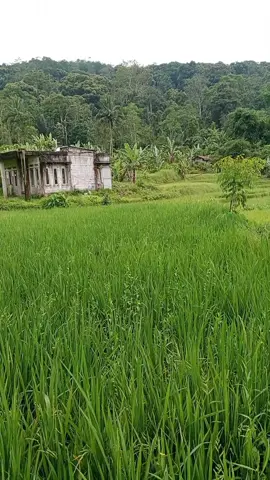 teu panas, teu hujan#suasanapedesaan #foryou #fyp #suasanakampung #pedesaan 