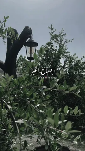 #اكسبلور #فيروزيات #صباحيات #فيروز #صباح_الخير 