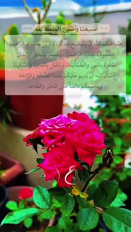 صَباحٌكم مُشْرِقٌ بِتَسابِيحِ الذِّكْر، وَمُزَيَّنٌ بِخُيُوطِ الرَّحْمَة مَحْفُوفٌ بِعِنايَةِ الرَّحْمَن ، ومُعَطَّرٌ بِشَذَى الإِيمَان   مَمْلُوءٌ بالنورِ والطُّمَأْنِينَة، وَمُكَلَّلٌ بِالعَافِيَةِ وَالسَّكِينَة    أسْأَلُ اللَّهَ أَنْ يُدِيمَ عَلَيْكُمْ نِعْمَةَ الصِّحَّةِ وَالرَّاحَة          وَيجَمَعَكُمْ دائماً عَلَى الخَيْرِ والطَّاعَة.               #foryou #fyp #fypシ #viral 