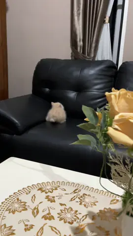 Senangnya dia bermain sendiri🤣🤣 #cat #kucinglucu #kitten 