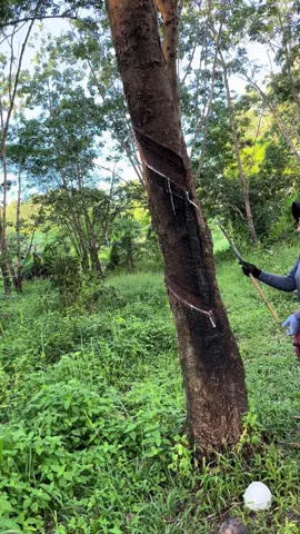 เปิดหน้ายางค่าา #สาวสวนยาง #กรีดยางพารา 