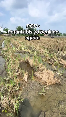 Saipul jlok d jotosi Ben mrempul ndase 😅🤣#petaniindonesia🇮🇩🇮🇩🇮🇩🌿🌿 #bajaksawah #kubota #fouryoupage #xyzbca 