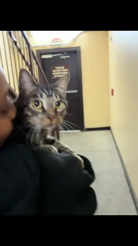 This is my grand cat LEO ♌️ (he’s named after me🤪) that jumped from the 4th floor🤦🏾‍♀️ I can’t make this up 😂 so happy he was NOT injured in any way. I bet his azz won’t do that again 😂 #cats #catsoftiktok #catlover #cattok 