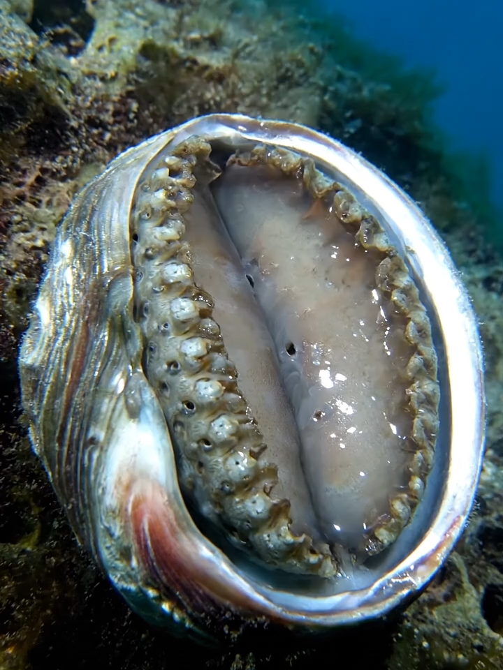 Bào Ngư Abalone - Dog #autotoolai79 #abalone #xuhuong #viral #fyp #tiktok #dethuong #cute