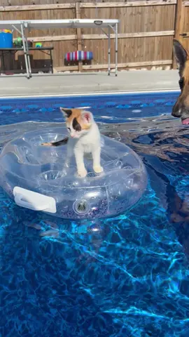 Kaizer and Ava are really concerned about their Franny kitten going to the deep end. #rescueanimals #BestFriends #adoptdontshop #poolday 