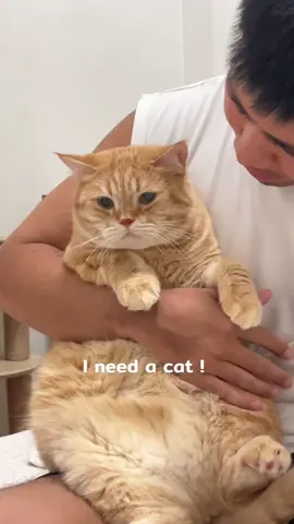 จ้มกี้ fat cat #บาร์กี้แมวจ้ม #สวนสัตว์tiktok #แมวส้มหลุดqc 