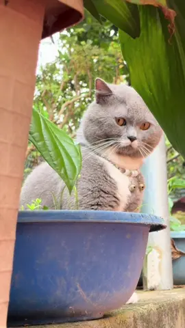 😌 #lolanhlung #cat #pet