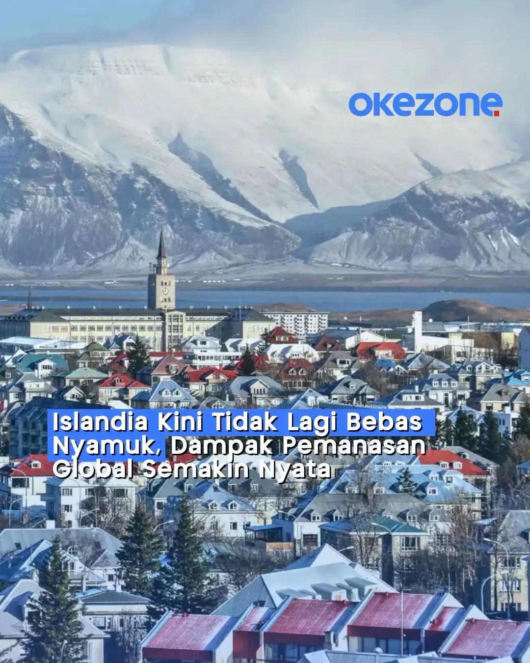 Untuk pertama kalinya, nyamuk ditemukan secara alami di Islandia, negara yang sebelumnya bebas dari populasi nyamuk. Tiga ekor nyamuk dari spesies Culiseta annulata terdeteksi di wilayah Kidafell, Kjos, dan diyakini mampu bertahan hidup di udara dingin dengan bersembunyi di ruang tertutup. Penemuan ini terjadi di tengah meningkatnya suhu akibat perubahan iklim, yang membuat Islandia semakin ramah bagi kehidupan serangga.  Meski belum dapat dipastikan bagaimana nyamuk tersebut tiba, para ilmuwan menduga mereka masuk melalui kapal atau kontainer pengiriman. Peneliti akan memantau kelangsungan hidup spesies ini pada musim semi mendatang untuk mengetahui potensi perkembangbiakannya di Islandia. #okezonecom #news 